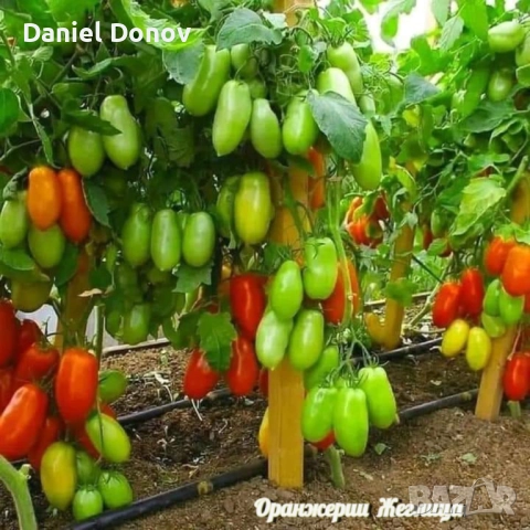 КАТАЛОГ РАЗСАДИ ПРОЛЕТ-ЛЯТО 2026, снимка 7 - Разсади - 52473586