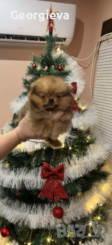 Померан, снимка 3 - Померан - 52698700