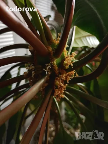 Плюеща палма- Euphorbia leuconeura , снимка 3 - Градински цветя и растения - 56216788