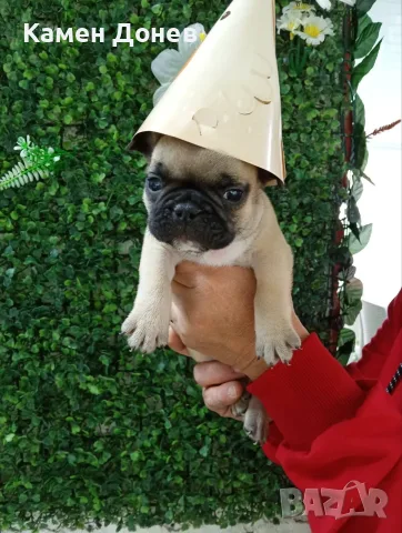 Френски булдог french bulldog , снимка 5 - Френски булдог - 56271586