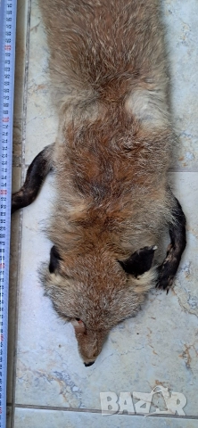 Кожа шал от лисица , снимка 4 - Антикварни и старинни предмети - 52920531