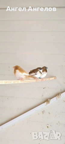 японски амадини , снимка 2 - Амадини - 53301986