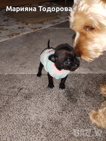 Пинчер, снимка 14 - Пинчер - 53447224