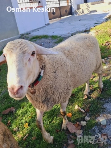 Продавам Коч Лакон , снимка 2 - Овце - 52522502