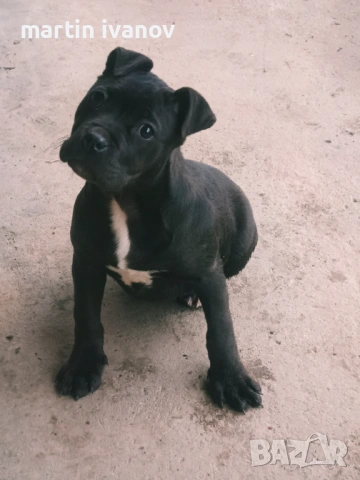 Мъжко питбулче, снимка 2 - Питбул - 53513097