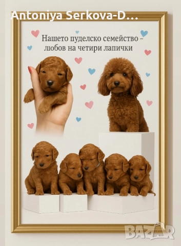 Poodle toy/Пудел той, снимка 8 - Пудели - 50806099