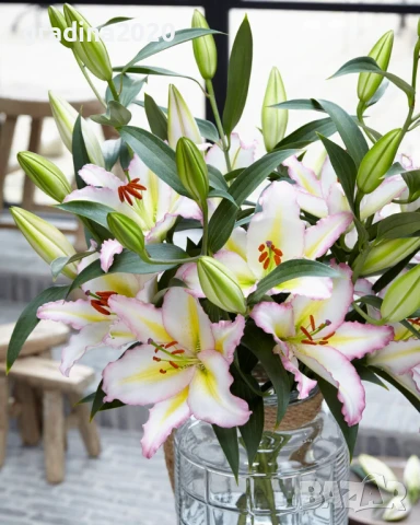 Лилиум в саксия Силно ароматен !, снимка 6 - Разсади - 50549559