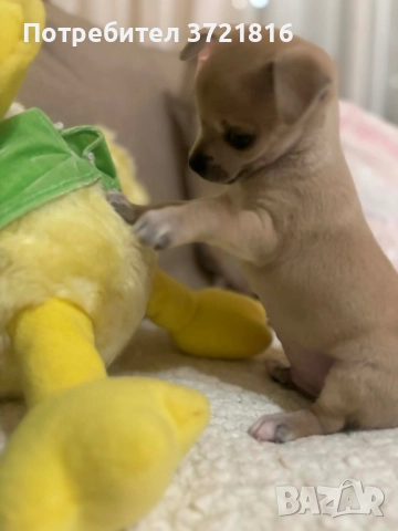 Мъжко чихуахуа на 60 дни с паспорт и две ваксини , снимка 6 - Чихуахуа - 52696074