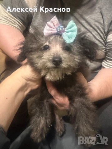 пудел silver toy, снимка 5 - Пудели - 53390805