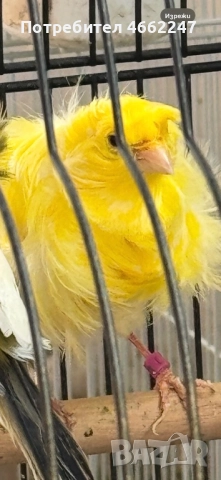 Канарчета порода “Подовано”