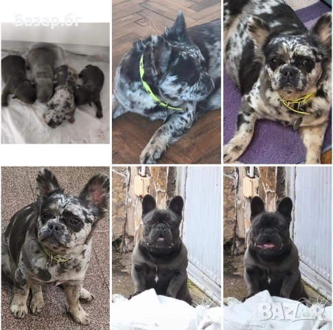 Екзотични френски булдочета , снимка 5 - Френски булдог - 53719888