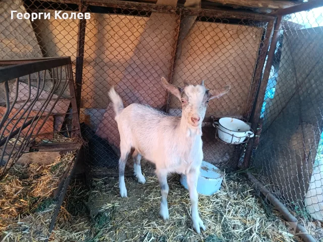 Продавам един пръч и ярета, снимка 9 - Кози - 56362532