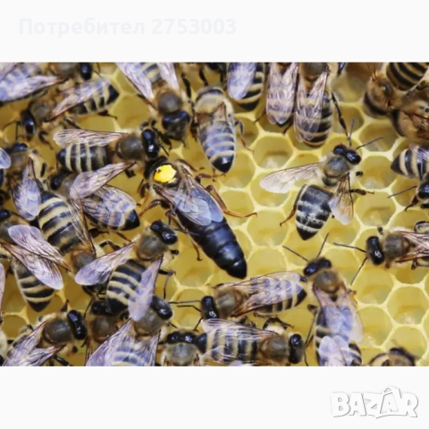 Пчелни майки - Карпатска и Карника - ОПЛОДЕНИ - със Записване, снимка 2 - За пчели - 44710352