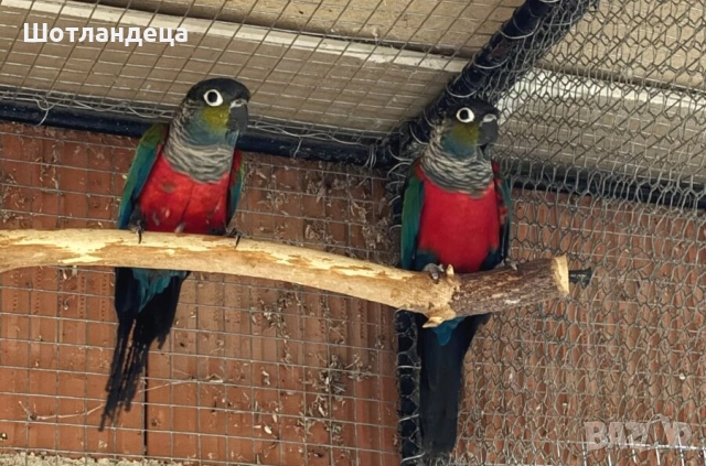 Папагали-пирура перлата, снимка 2 - Папагали - 52689145