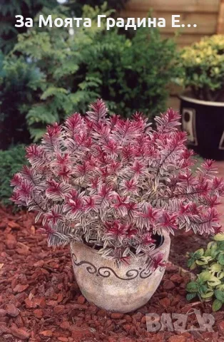 Хабе - Розова принцеса 