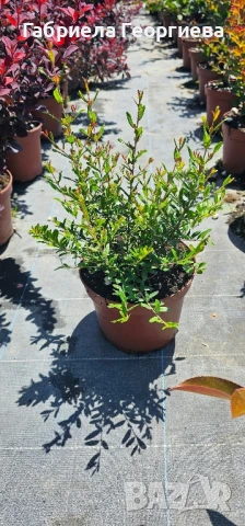 Мини Нар, снимка 3 - Градински цветя и растения - 50789089