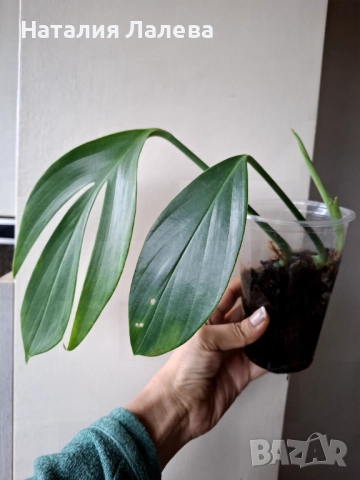 Eпипремнум, epipremnum Dragon Tail