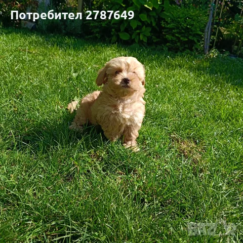 Малтипу момичета, снимка 9 - Пудели - 56056116
