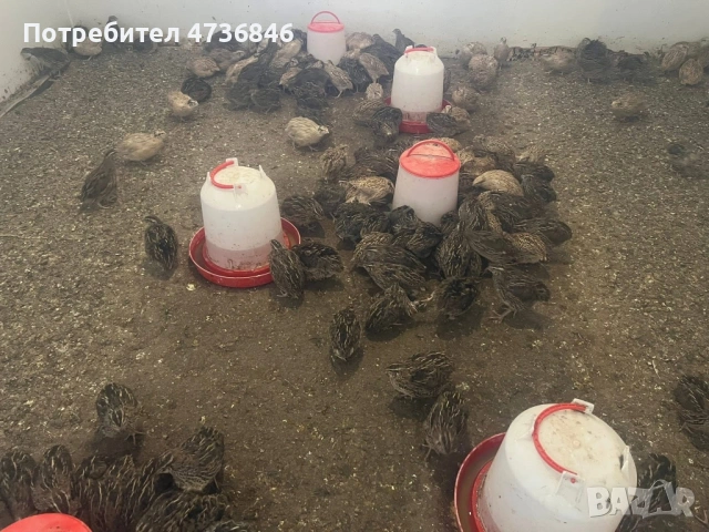 Продавам пътпъдъци, снимка 3 - други­ - 53465802