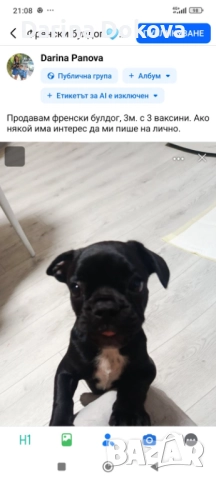 Френски булдог - Роки, снимка 1