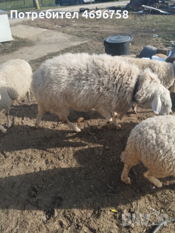 Продавам овен на година и половина, снимка 5 - Овце - 52946737
