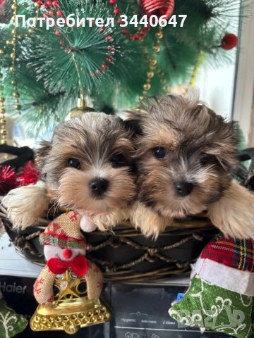 Мъжко йорки, снимка 10 - Йоркширски териер - 52553604