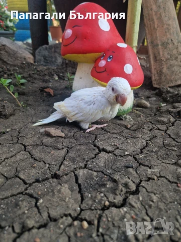 Ръчно хранени Монашески Папагалчета, снимка 3 - Папагали - 51069787