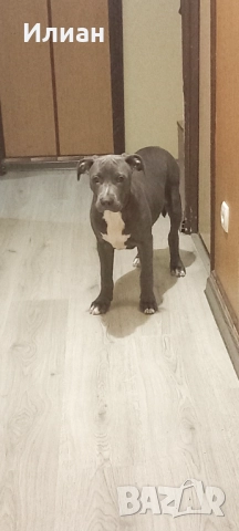 Питбул blue nose 