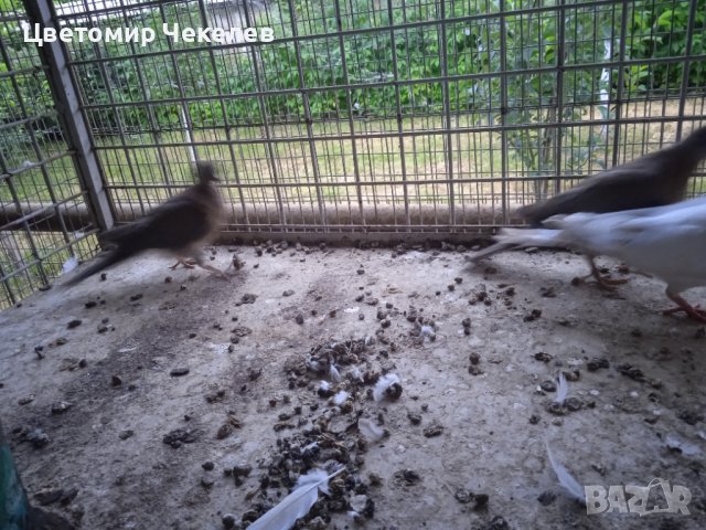 Сенегалски гургулици-1 мъжки, снимка 6 - други­ - 41202178