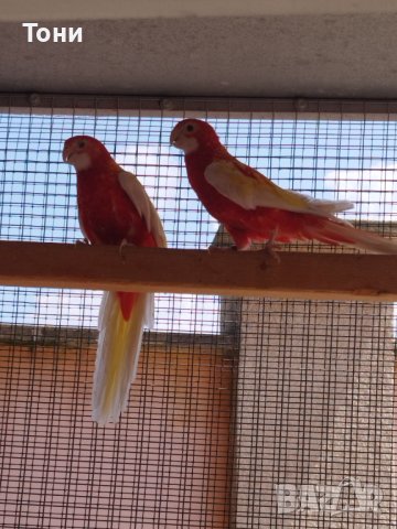 Пойни папагали , розели - пъстри , рубино., снимка 1 - Папагали - 41608946
