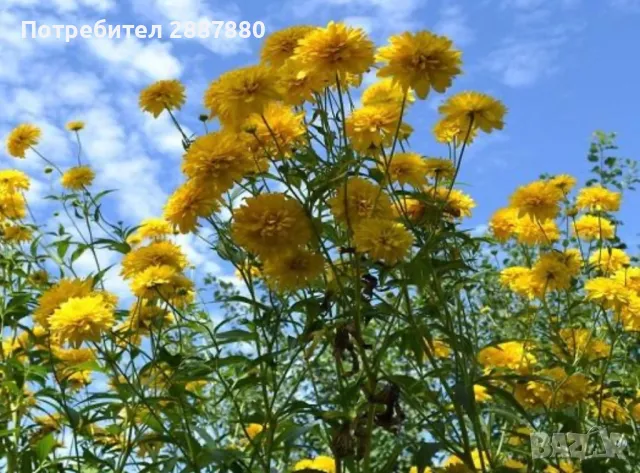 Златна топка рудбекия