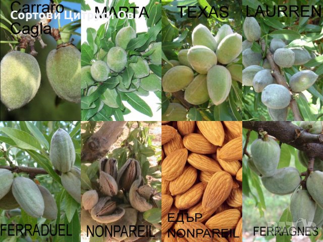 Бадеми сортове, снимка 1