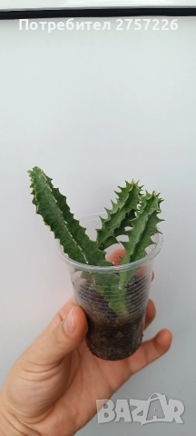 Huernia zebrina, снимка 4 - Стайни растения - 52987838