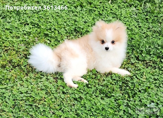 Миниатюрен мъжки померан чип,паспорт,вс.ваксини, снимка 1