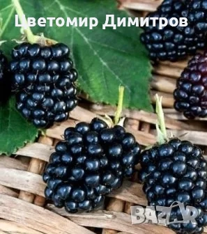 Растения в контейнер - бяла върба, нар, текома, люляк, праскова, къпини без бодли, дюля, снимка 5 - Градински цветя и растения - 49450739