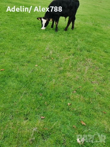 Продавам мъжки телета на 7 месеца
