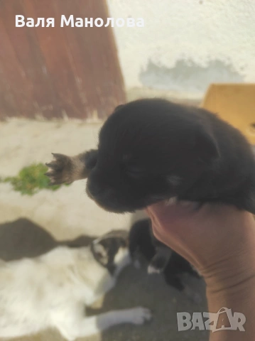 Кученца, снимка 3 - Други - 53794793