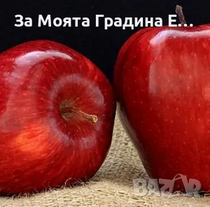 Плодни дръвчета 