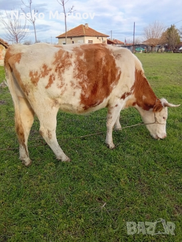 Заплодена юница 2теле , снимка 2 - Крави - 52970184