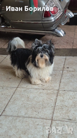 Biewer terrier Sofia , снимка 2 - Йоркширски териер - 53742812