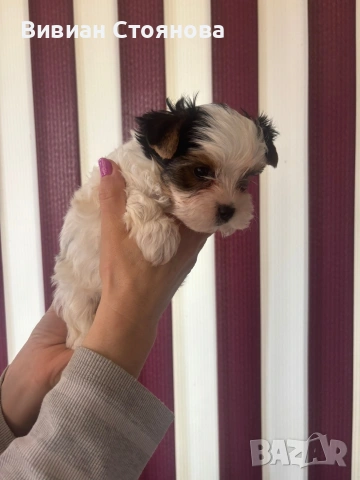 Мъжко и женско йорки бивери, снимка 7 - Йоркширски териер - 53825854