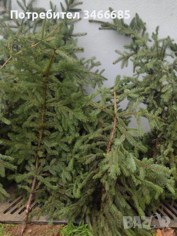 Естествени клонки елха, снимка 2 - Декорация за дома - 52865188