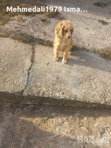 промо цена,кокер шпаньол