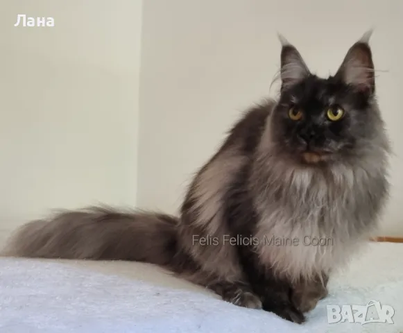 Мейн кун коте, снимка 2 - Мейн кун - 35948872