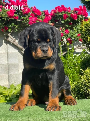 Ротвайлер, снимка 11 - Ротвайлер - 50765987