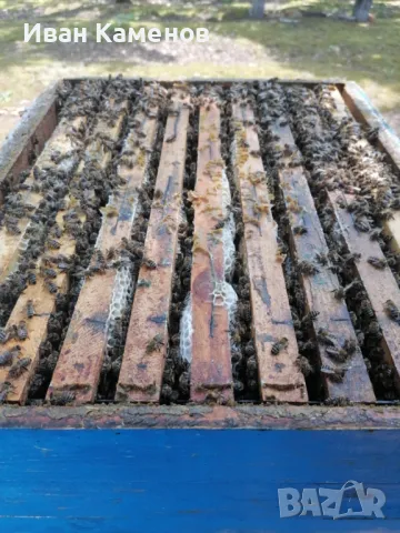  Пчелни отводки на 5п.2025г, снимка 2 - Пчелни продукти - 41578086