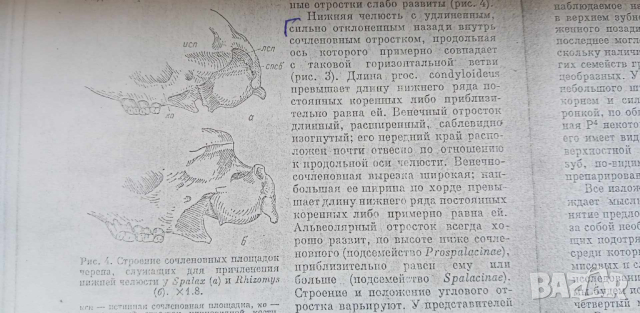 Материали по палеозоология, снимка 6 - Специализирана литература - 44642332