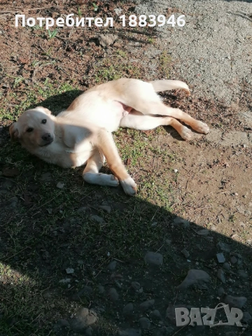 Подарявам кученце, снимка 2 - Други - 53578840