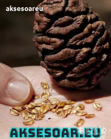 Нови качествени 15 семена от гигантска секвоя мамутово дърво sequoiadendron giganteum за декорация, снимка 10 - Сортови семена и луковици - 50220925