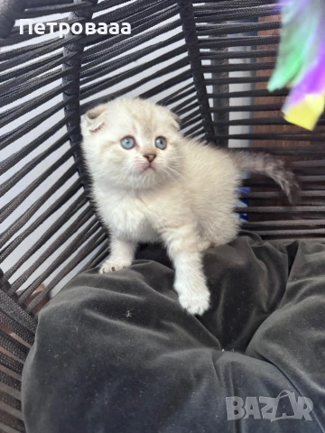 Британски / шотладски котенца , снимка 4 - Британска късокосместа - 53573132
